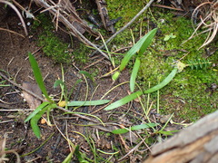 Brunsvigia orientalis