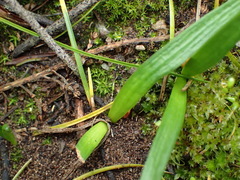 Brunsvigia orientalis