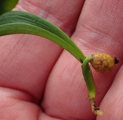 Brunsvigia orientalis