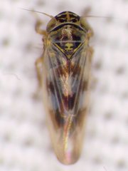 Macrosteles slossoni