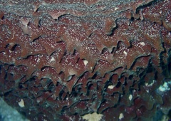 Callyspongia crassa