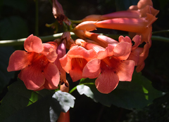 Campsis radicans