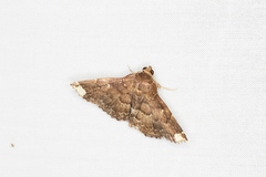 Adrapsa quadrilinealis