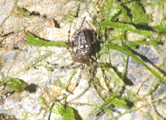 Tylorida tianlin