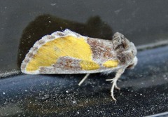 Chalcopasta fulgens