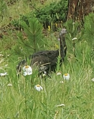 Meleagris gallopavo merriami