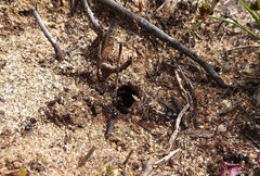 Myrmicaria nigra