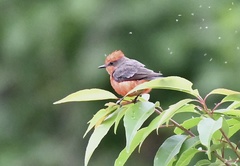 Pyrocephalus rubinus