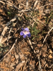 Penstemon linarioides sileri