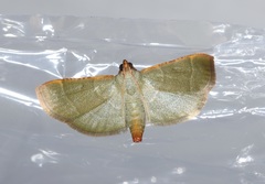 Hypsopygia nonusalis