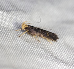 Pexicopia melitolicna