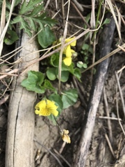 Viola pubescens