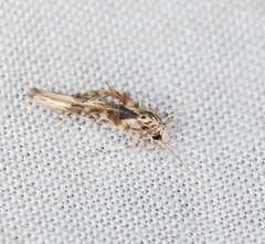 Stathmopoda stimulata