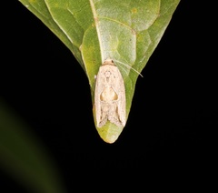 Strotihypera macroplaga