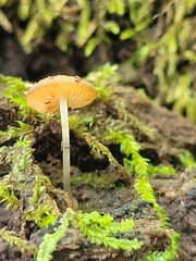 Pluteus seticeps