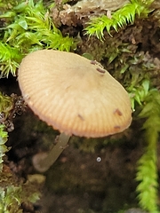 Pluteus seticeps