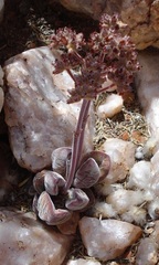Crassula sericea