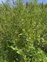 Baccharis halimifolia image