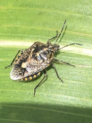 Agonoscelis puberula