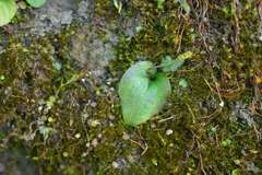 Oberonioides pusillus