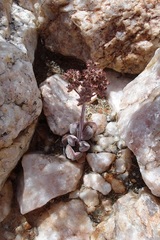 Crassula sericea