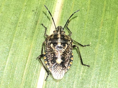 Agonoscelis puberula