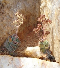 Crassula sericea