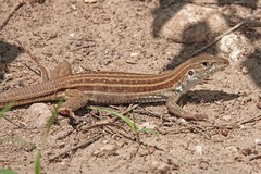 Aspidoscelis sonorae