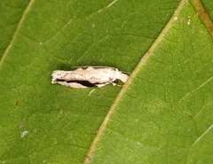 Erechthias atririvis