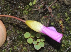 Oxalis commutata commutata