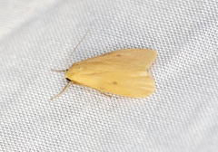Paralithosia shaowuica
