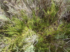 Cliffortia aculeata