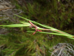 Cliffortia aculeata