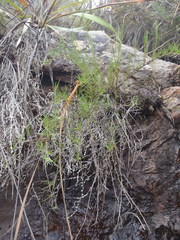 Cliffortia aculeata