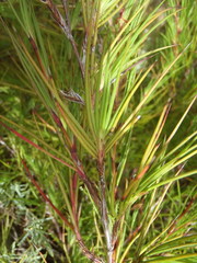 Cliffortia aculeata