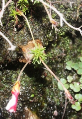 Oxalis tenuifolia