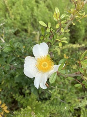 Rosa bracteata