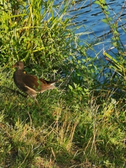 Gallinula chloropus