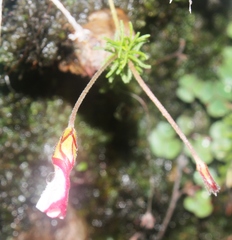 Oxalis tenuifolia
