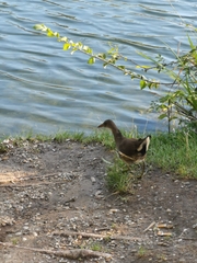 Gallinula chloropus