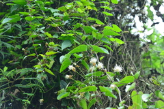 Clematis tashiroi