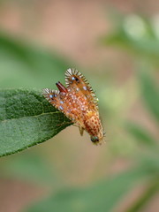 Paracantha culta