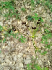 Physospermum cornubiense