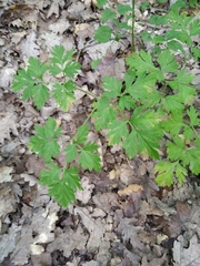 Physospermum cornubiense