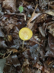 Hymenopellis sinapicolor