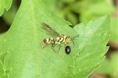 Ropalidia ornaticeps