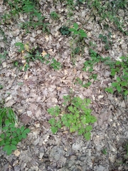 Physospermum cornubiense
