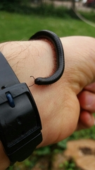 Pachyiulus oenologus