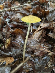 Hymenopellis sinapicolor