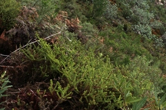 Cullumia reticulata